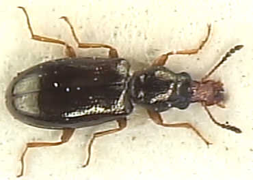 Rhinosimus planirostris
